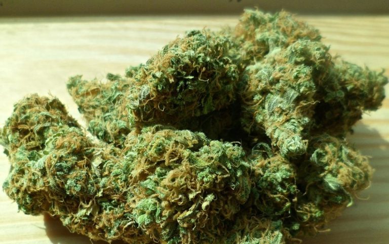 Jakie warunki należy stworzyć w hodowli marihuany?