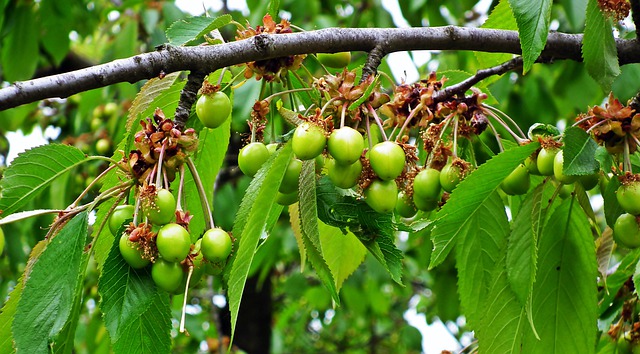 Nowoczesna ochrona zbóż – co wyróżnia pacyfik 30 od?