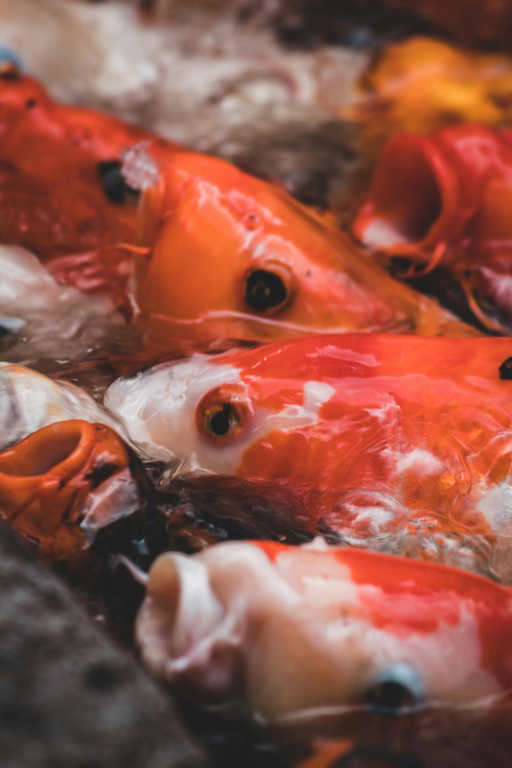 Gdzie kupić zdrowe karpie koi? Profesjonalny sklep vs. tanie ogłoszenia w internecie